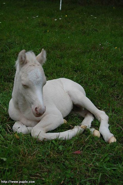 Sodziaak;**