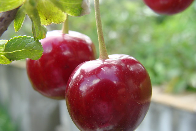 Cherry
