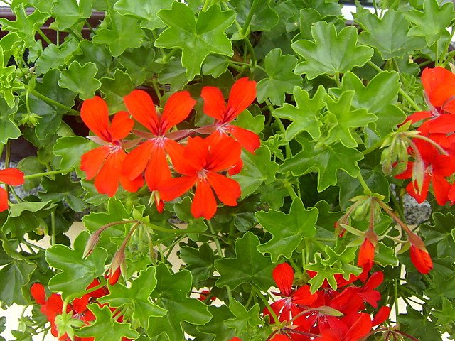 Pelargonie 