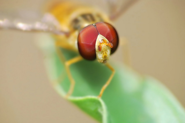 Macros.