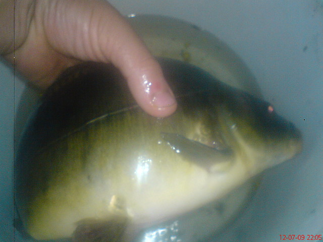 ryba 