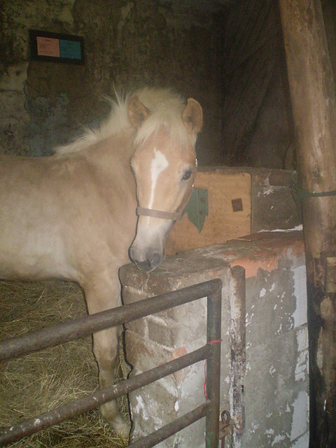 Maa haflingerka ; ).