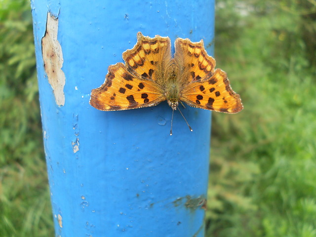 butterfly