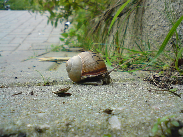 limaczek