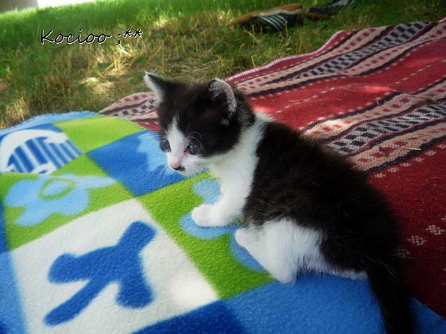 Kocio ;***