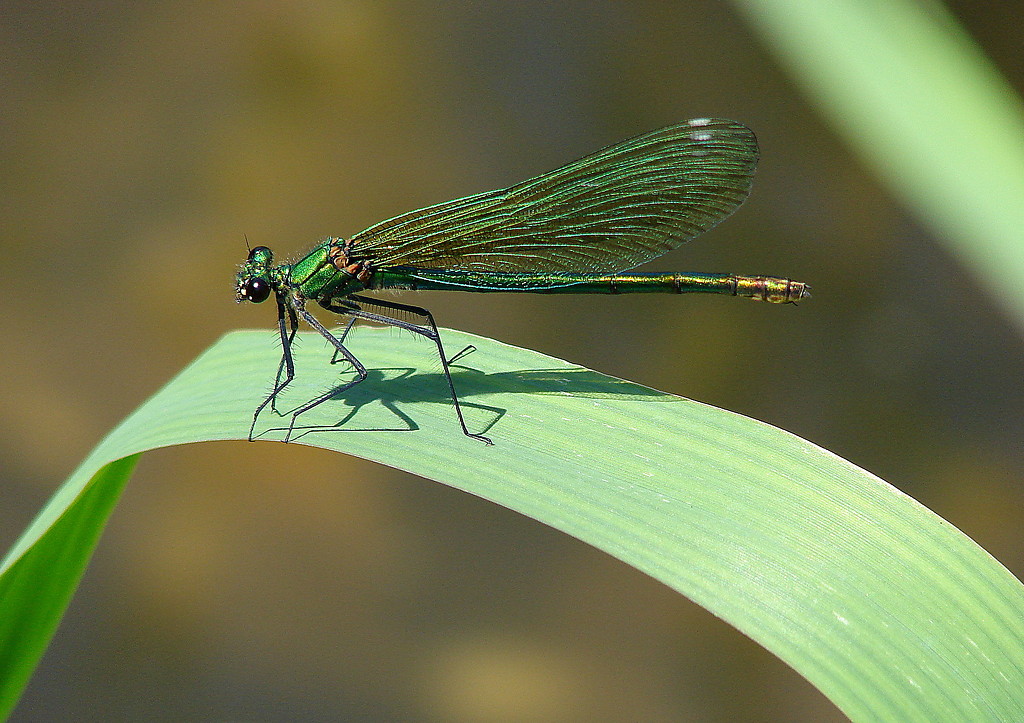 dugonoga syrenka
