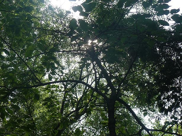 ogrd dendrologiczny