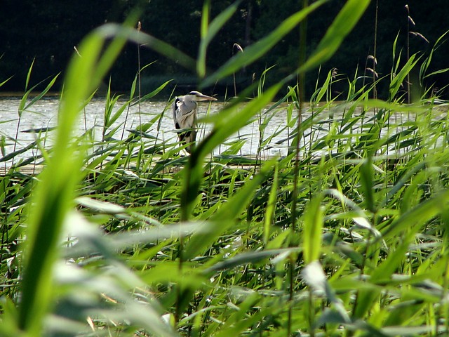 Czapla siwa