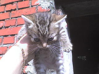 mj liczny kocurek   :*:* 