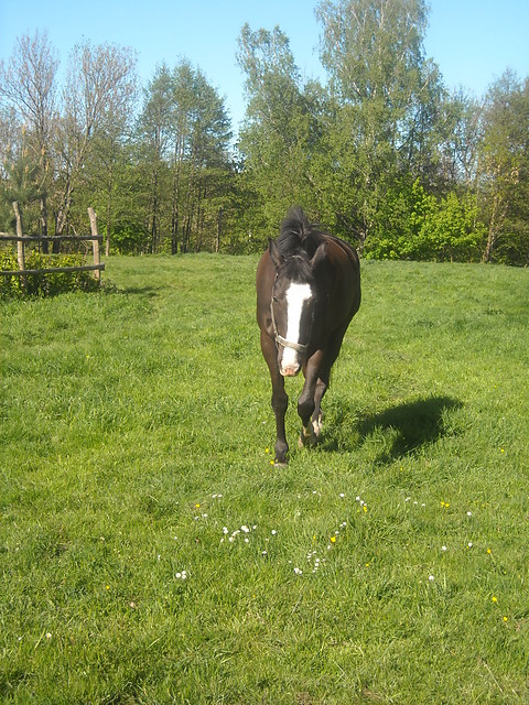 Cyprycho .... :)