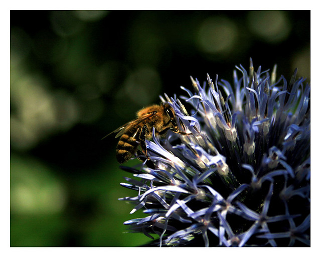 Bzzzzz.....