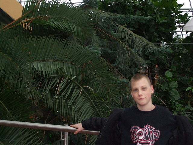 w palmiarni