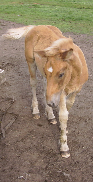 Wie 2009 