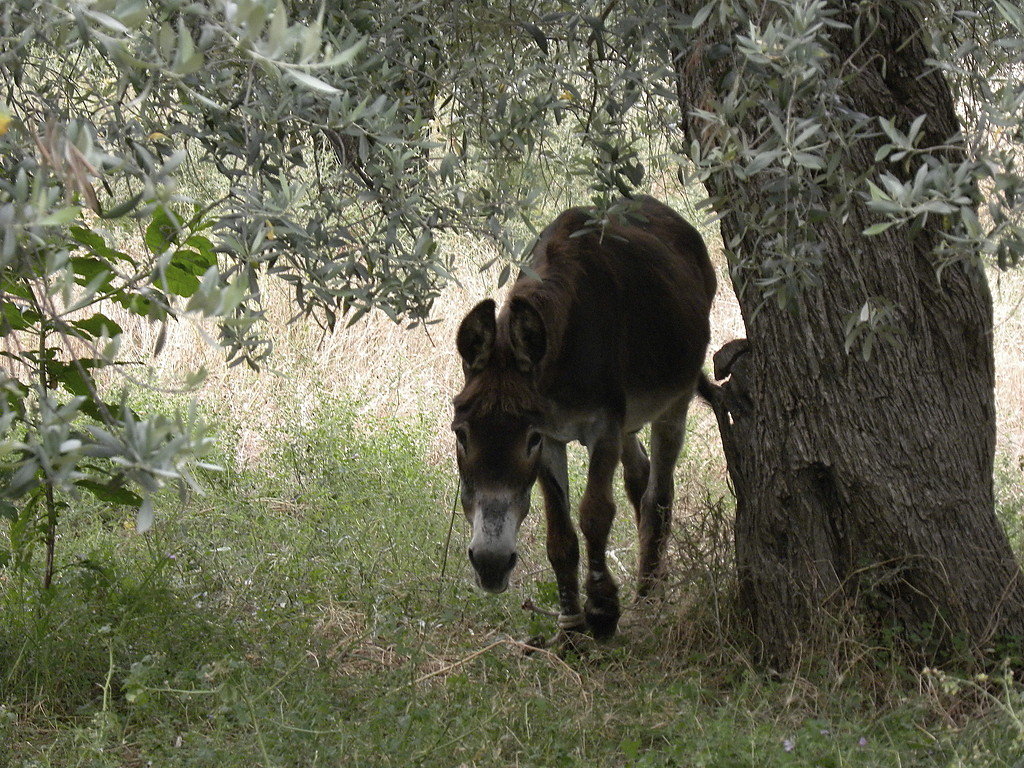osio.