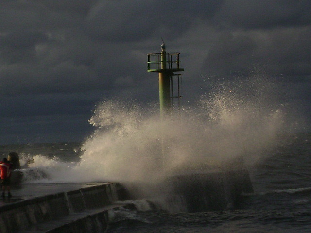 darwko 2008