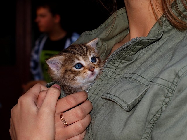 Neko
