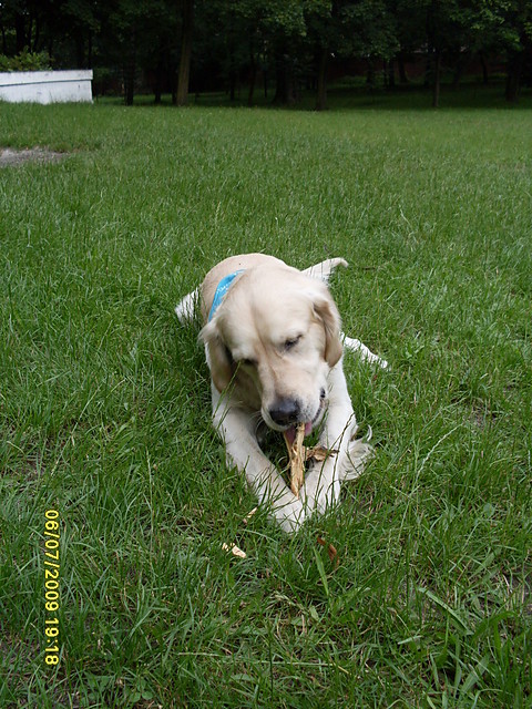 Ozzy i patyczek :-)