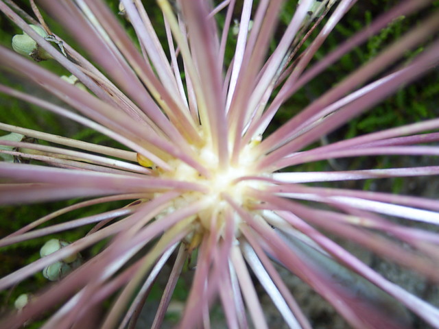 Kwiatek.