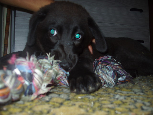 :)psioooola
