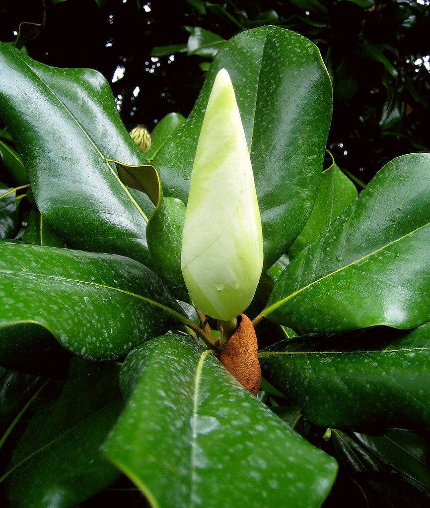 Magnolia Szerokolistna