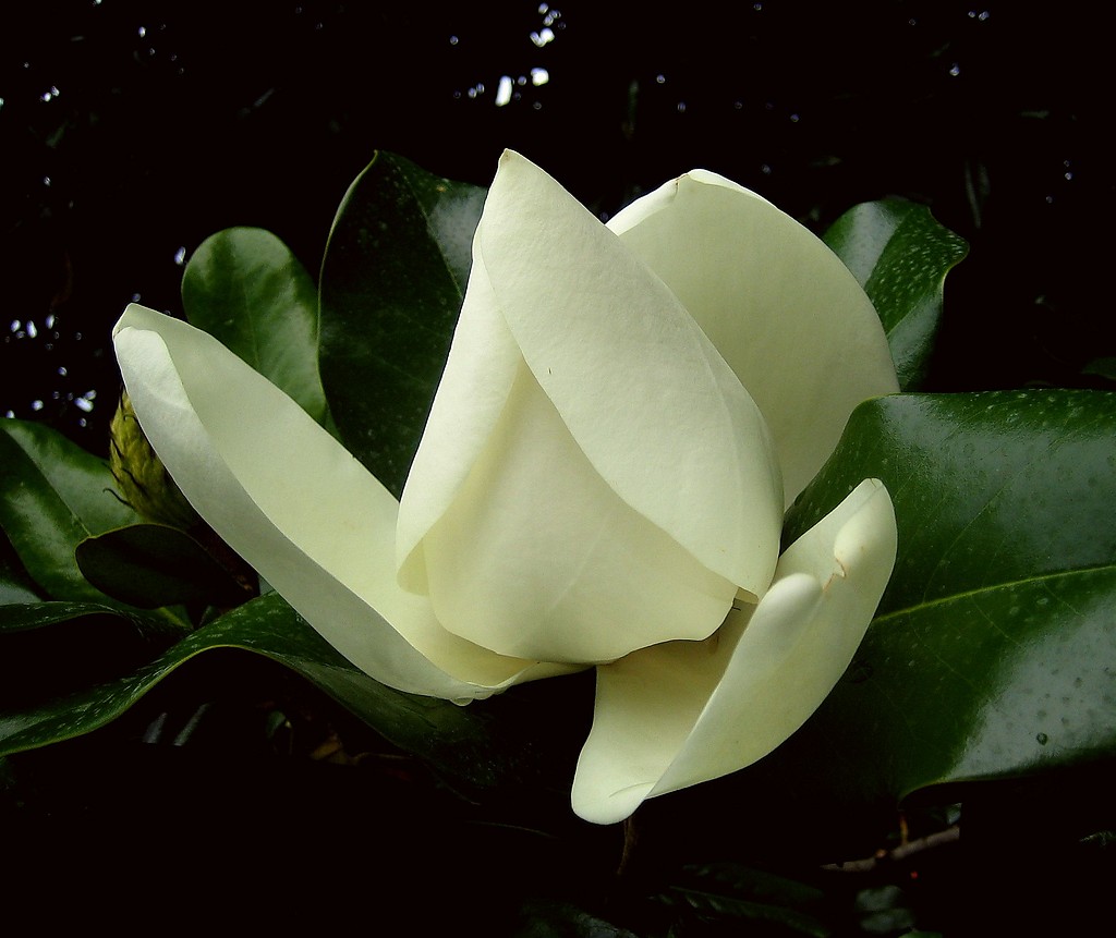 Magnolia Szerokolistna
