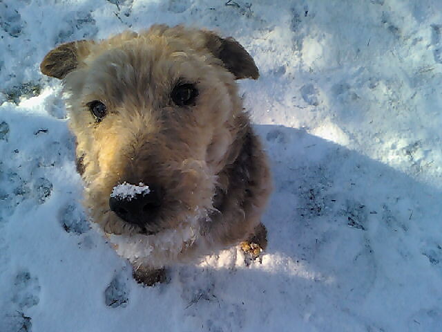Piesiek:*