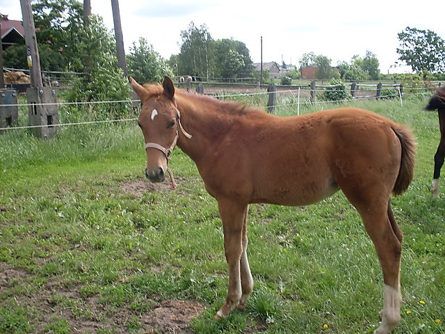 konik 