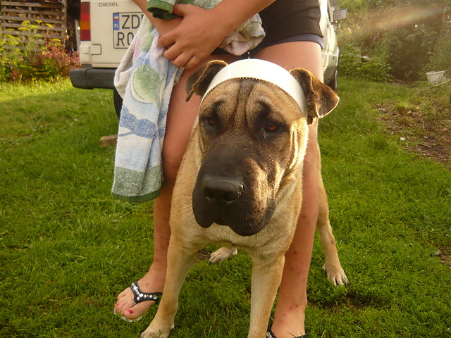 Scooby
