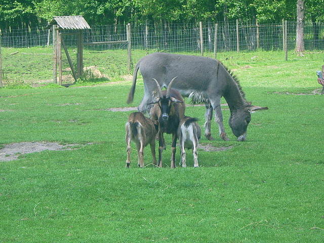KoZki & OsIoLeK 