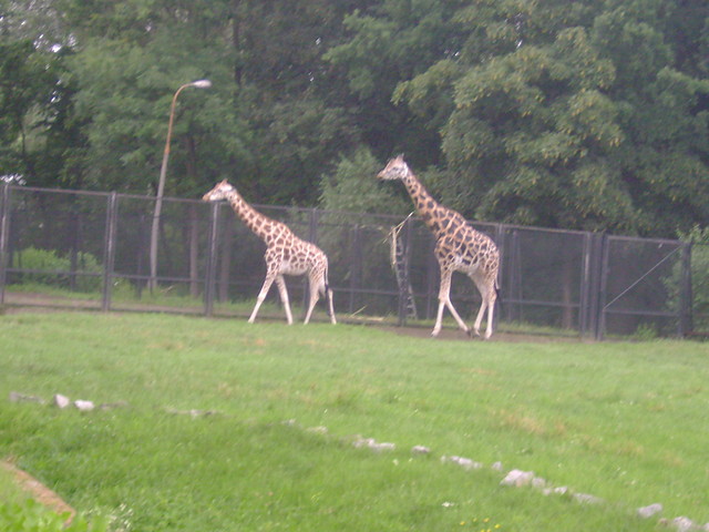 ZoO