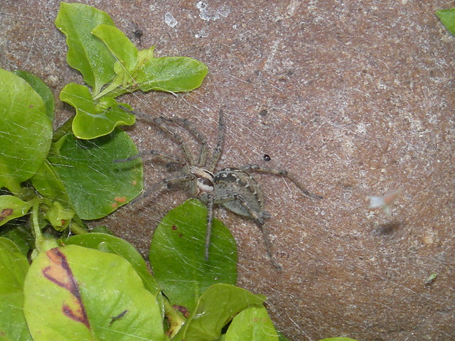 Spider 2