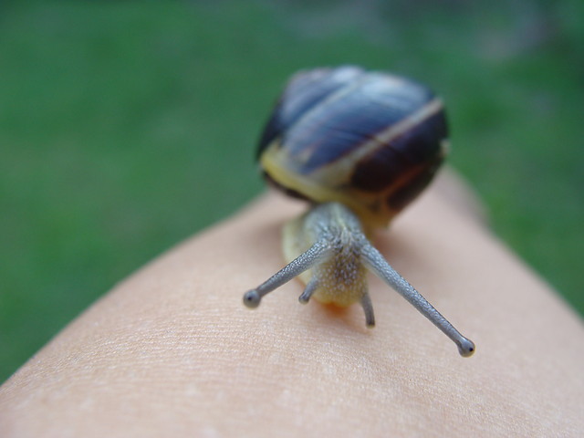 limaczek ;* 