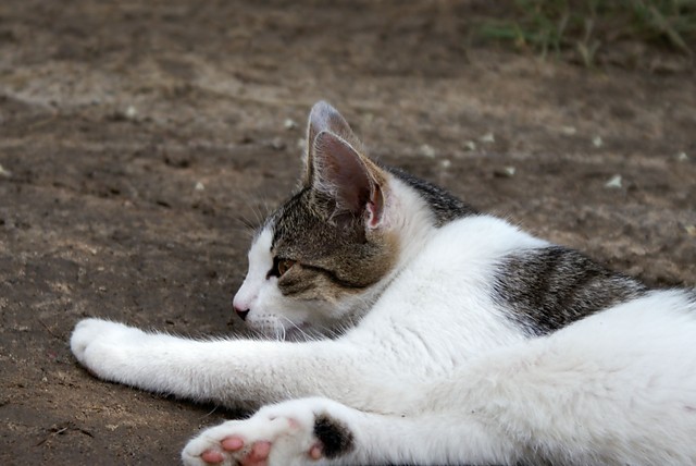 kotek
