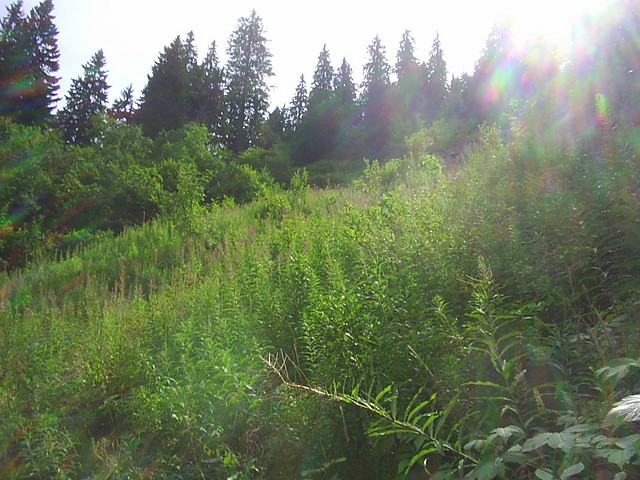 Cylowa Zerwa