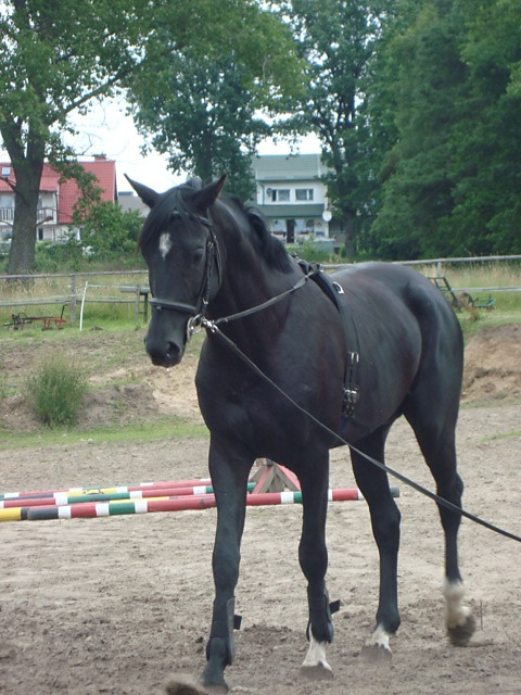 Ogr