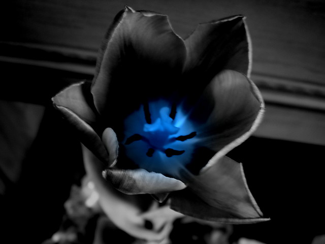 tulipan