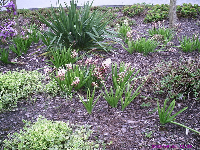 Die Blumen 2