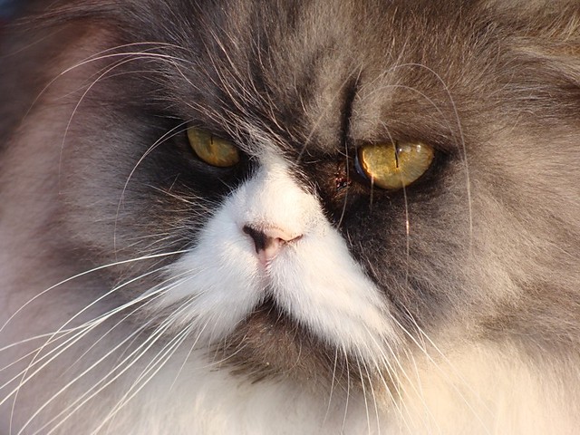 Kocur:)