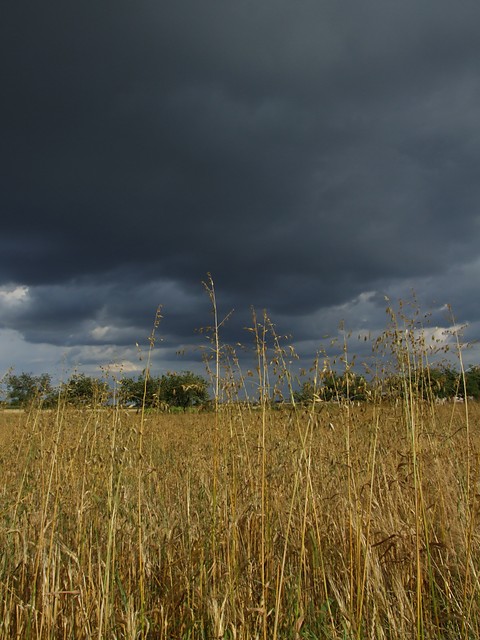 Zboasto