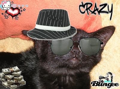 Gangsta kot ... 