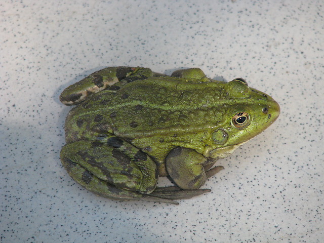 aba