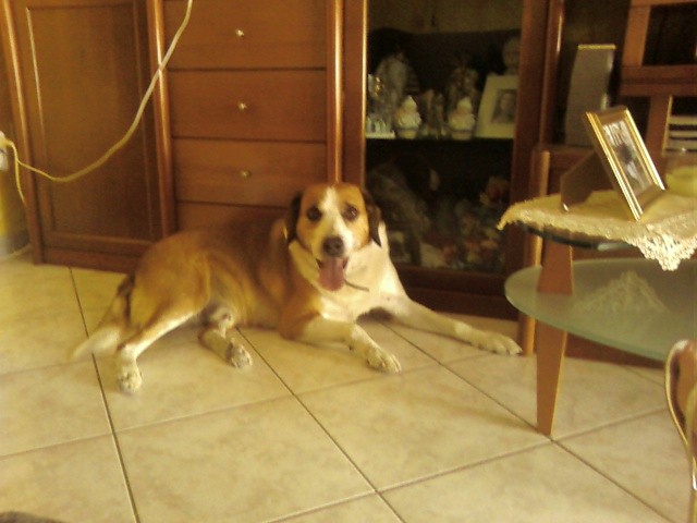 snoopy