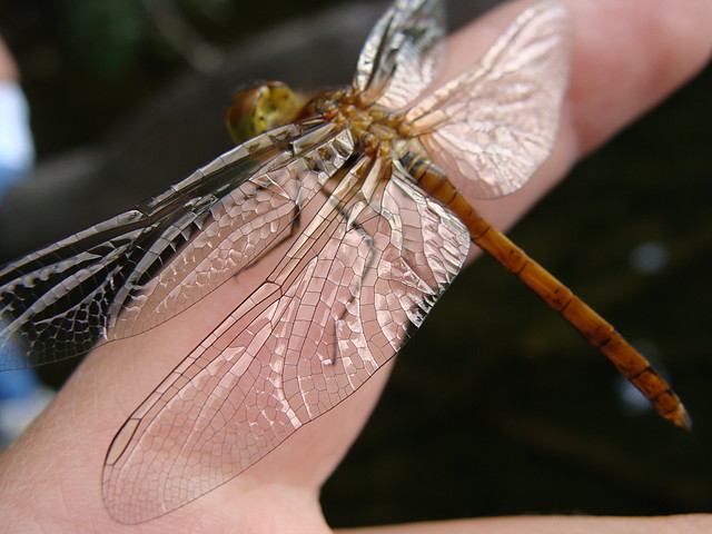 Waka