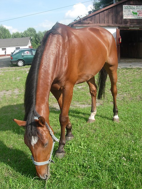 Hasanek :)