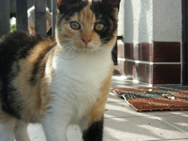 kotek.