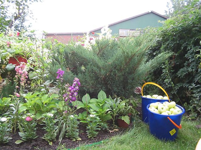 my garden:):)