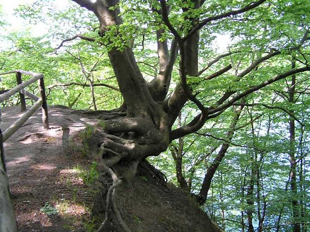 Drzewo
