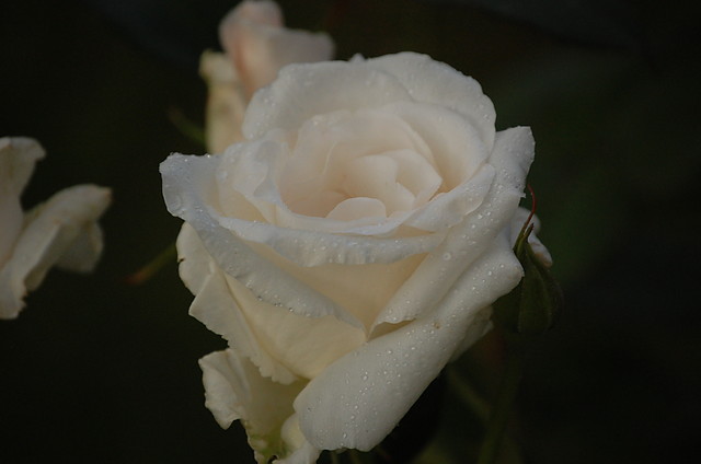 Rosa