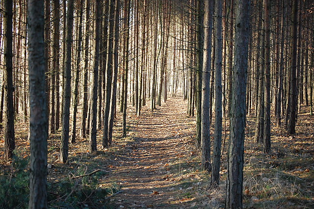 Widok Lasu