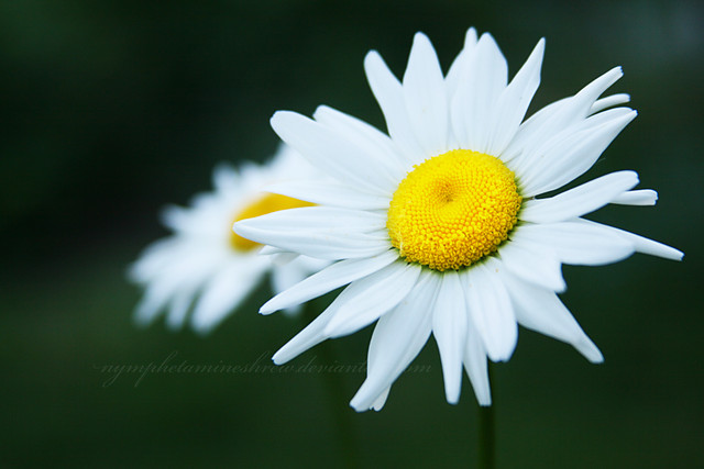 makro.